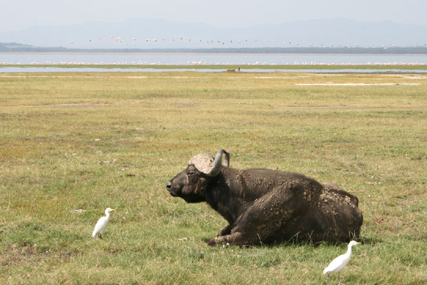 アフリカのイメージ